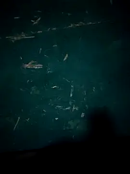 Rikipollav online show from 12.14.25