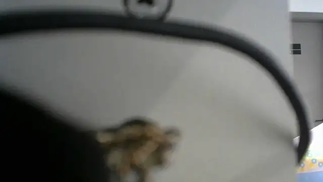 lovense test04 online show from 09.19.25