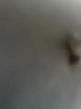 eveangelll online show from 03.22.25