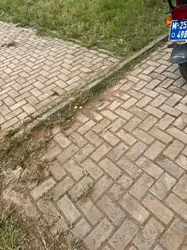 Black-mamba-madingo online show from 11.01.25