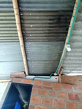 Janle 19c online show from 12.06.24