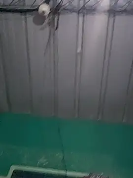 Cris29 84 online show from 02.24.26