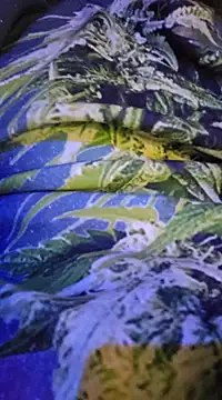 McdyllanXX online show from 02.13.25