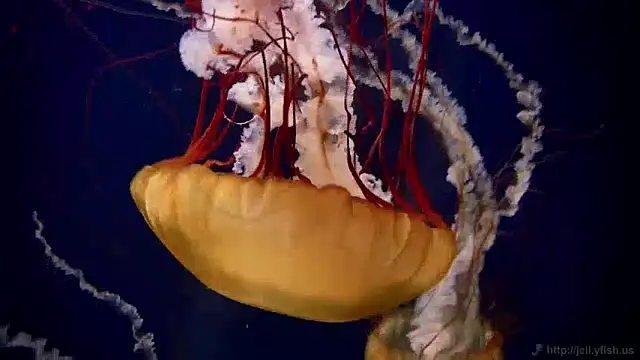 Snapshot of streamy_test11 chatting on 12.10.24 streamy test11 online show from 12.10.24