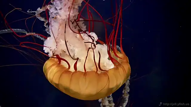 streamy test11 online show from 12.04.25