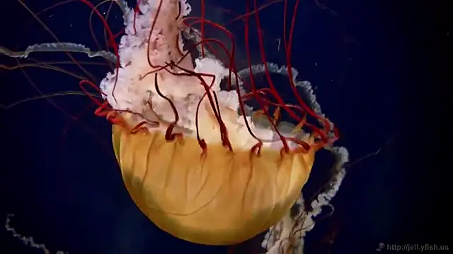 streamy test11 online show from 01.16.26