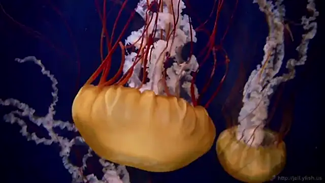 streamy test11 online show from 02.18.26