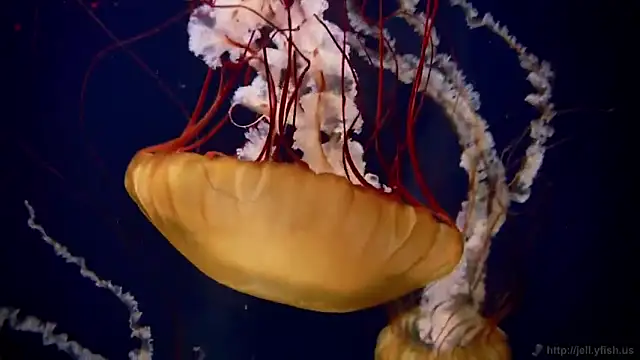 streamy test11 online show from 03.20.26