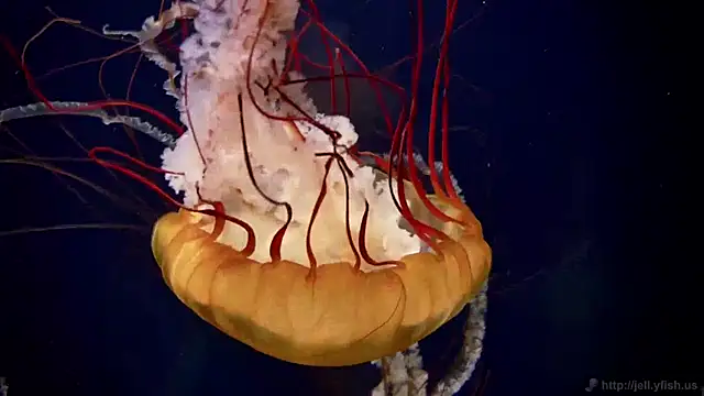 streamy test11 online show from 04.16.26