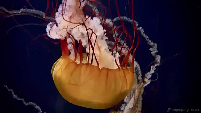 Snapshot of streamy_test12 chatting on 12.02.24 streamy test12 online show from 12.02.24