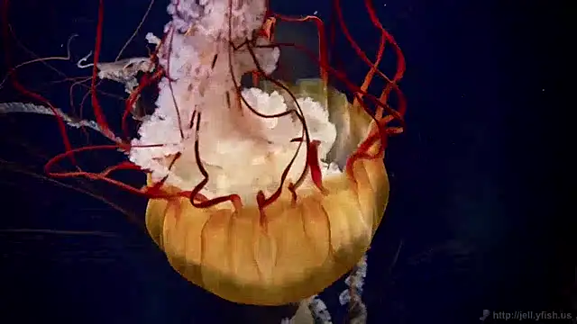 Snapshot of streamy_test12 chatting on 12.03.24 streamy test12 online show from 12.03.24