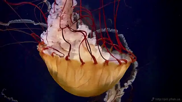 Snapshot of streamy_test12 chatting on 12.04.24 streamy test12 online show from 12.04.24