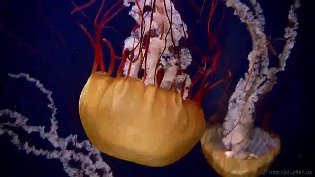 Snapshot of streamy_test12 chatting on 12.05.24 streamy test12 online show from 12.05.24