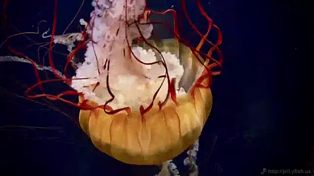 Snapshot of streamy_test12 chatting on 12.09.24 streamy test12 online show from 12.09.24