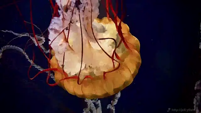 Snapshot of streamy_test12 chatting on 12.10.24 streamy test12 online show from 12.10.24