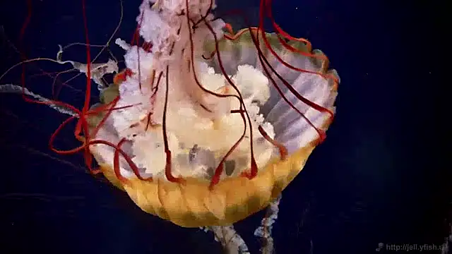 Snapshot of streamy_test12 chatting on 12.13.24 streamy test12 online show from 12.13.24