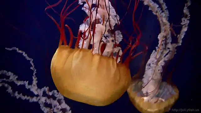 Snapshot of streamy_test12 chatting on 12.19.24 streamy test12 online show from 12.19.24