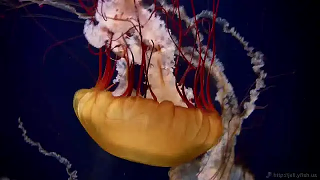 Snapshot of streamy_test12 chatting on 12.27.24 streamy test12 online show from 12.27.24