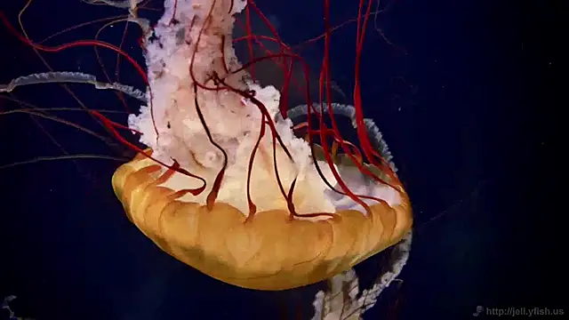 Snapshot of streamy_test12 chatting on 01.14.25 streamy test12 online show from 01.14.25