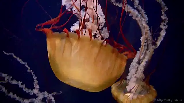 Snapshot of streamy_test12 chatting on 01.15.25 streamy test12 online show from 01.15.25