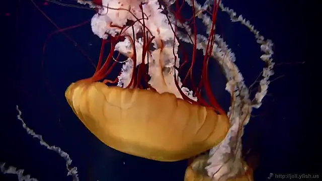 Snapshot of streamy_test12 chatting on 03.04.25 streamy test12 online show from 03.04.25