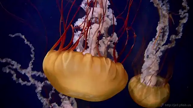 Snapshot of streamy_test12 chatting on 03.05.25 streamy test12 online show from 03.05.25