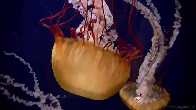 Snapshot of streamy_test12 chatting on 03.10.25 streamy test12 online show from 03.10.25