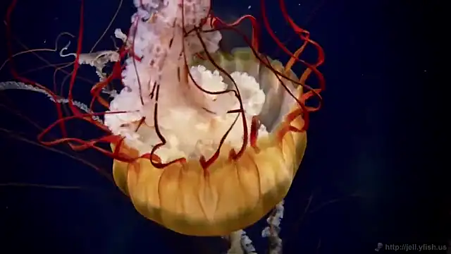 Snapshot of streamy_test12 chatting on 09.16.25 streamy test12 online show from 09.16.25