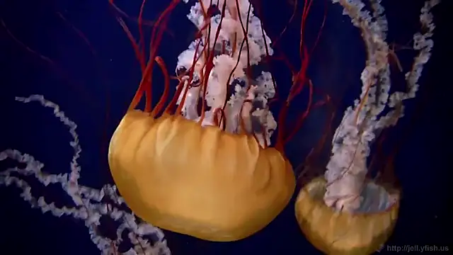 Snapshot of streamy_test12 chatting on 09.25.25 streamy test12 online show from 09.25.25