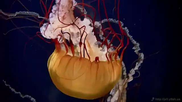 Snapshot of streamy_test12 chatting on 10.02.25 streamy test12 online show from 10.02.25