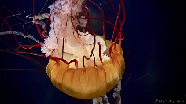 Snapshot of streamy_test12 chatting on 10.21.25 streamy test12 online show from 10.21.25