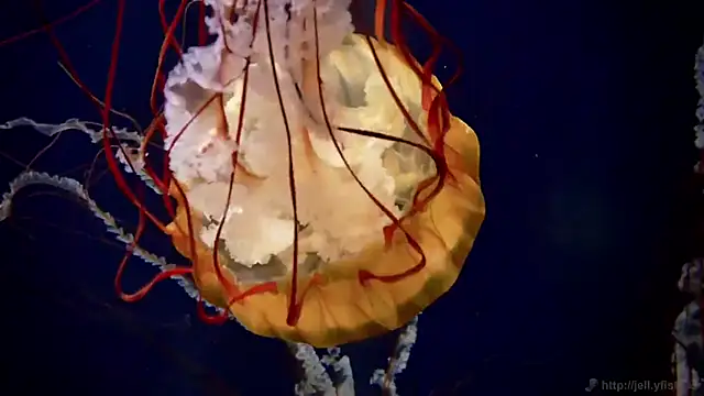 Snapshot of streamy_test12 chatting on 10.22.25 streamy test12 online show from 10.22.25