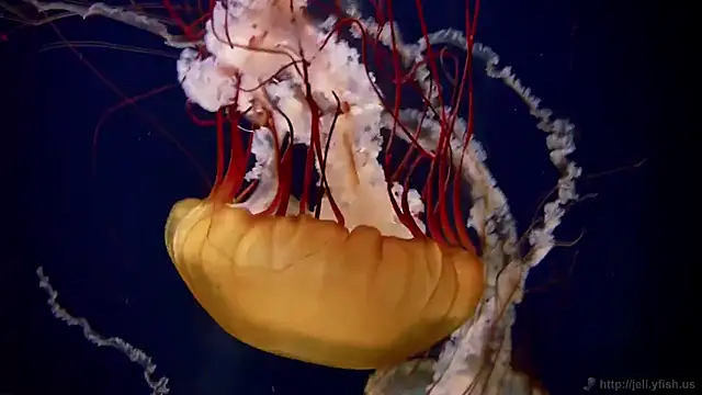 Snapshot of streamy_test12 chatting on 11.05.25 streamy test12 online show from 11.05.25