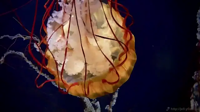 Snapshot of streamy_test12 chatting on 11.24.25 streamy test12 online show from 11.24.25