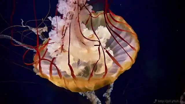 Snapshot of streamy_test12 chatting on 12.04.25 streamy test12 online show from 12.04.25