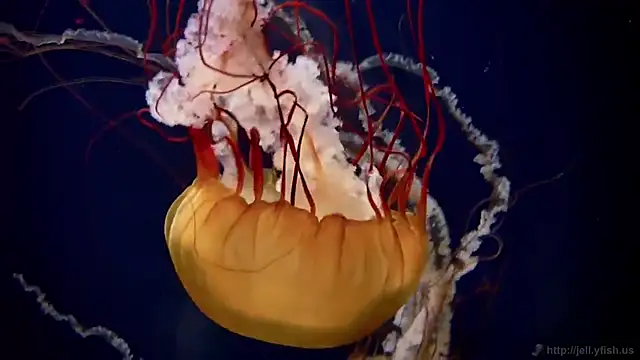 Snapshot of streamy_test12 chatting on 12.15.25 streamy test12 online show from 12.15.25