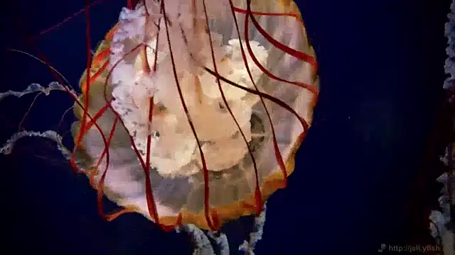 streamy test13 online show from 12.20.24