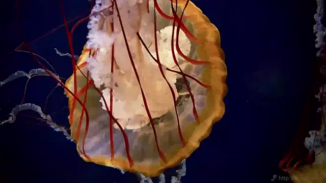 streamy test13 online show from 01.15.25