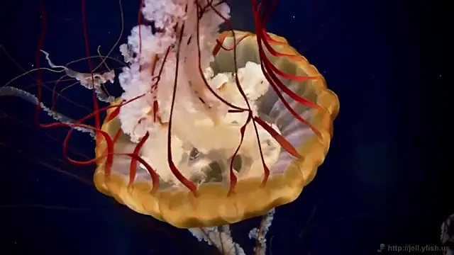 streamy test13 online show from 03.07.25