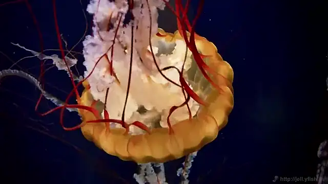 streamy test13 online show from 03.14.25