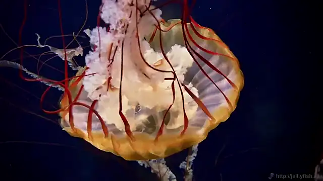 streamy test13 online show from 10.07.25