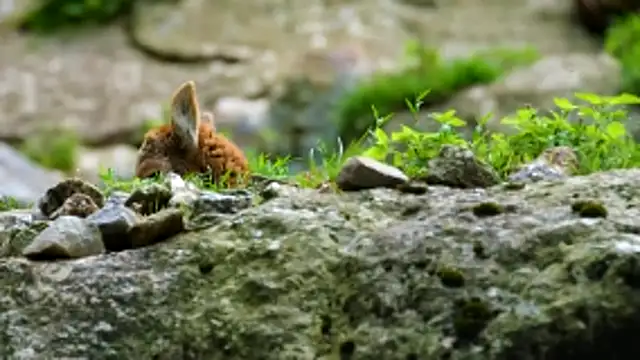 streamy test13 online show from 02.18.26