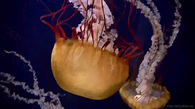 streamy test15 online show from 12.19.24