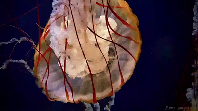 streamy test15 online show from 01.14.25