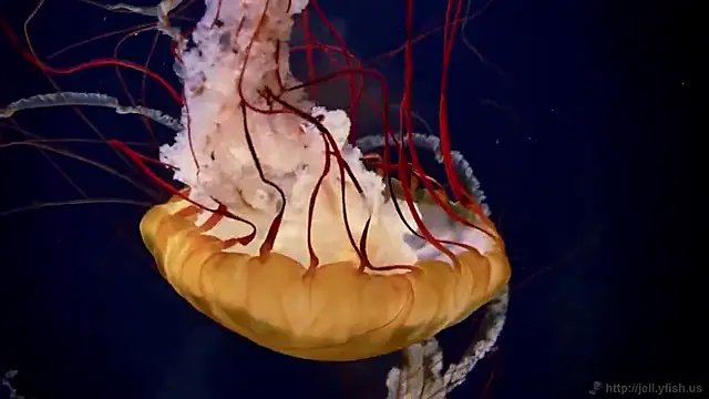 streamy test15 online show from 09.22.25