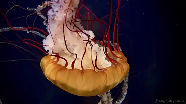 streamy test15 online show from 12.02.25