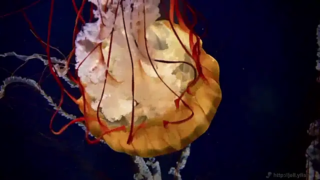 streamy test15 online show from 04.02.26