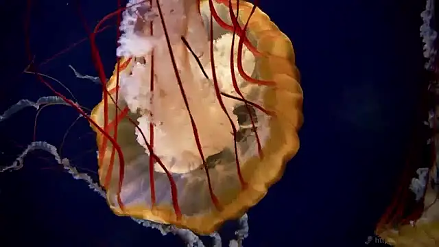 streamy test15 online show from 04.17.26