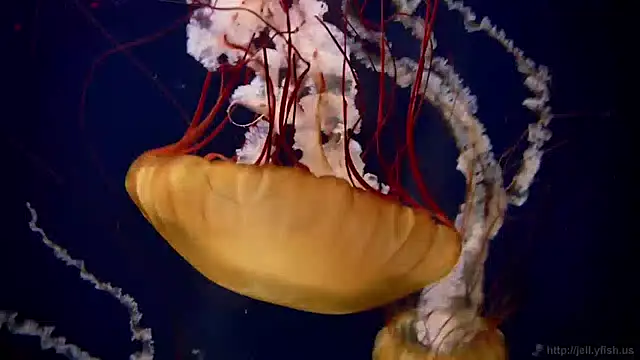 streamy test15 online show from 04.21.26