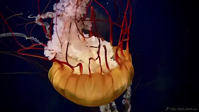 streamy test15 online show from 04.23.26